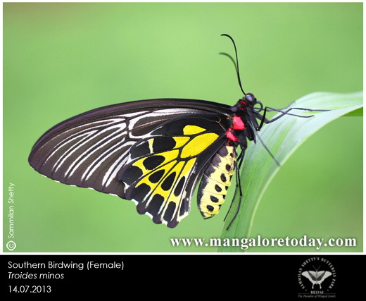 butterfly park belvai, Mangalore